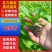 精品白菜苗，厂家直供，基质育苗，无病虫害，现苗直发。