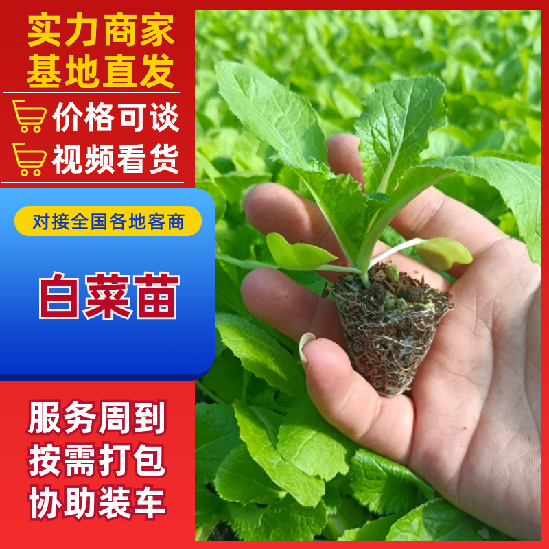 精品白菜苗，厂家直供，基质育苗，无病虫害，现苗直发。