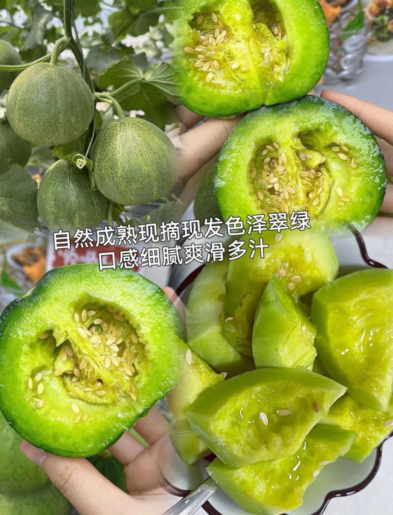 精品绿宝甜瓜基地一手货源对接电商市场商超可视频