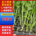 精品法国皇后芹菜苗，一手货源，品质保障，货源稳定，易管理