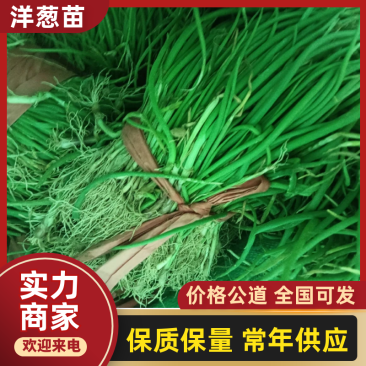 正宗半高庄二红洋葱苗，一手货源，品质有保障，价格不高