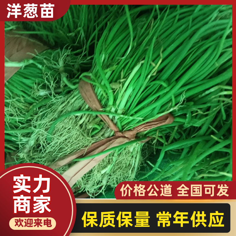 正宗半高庄二红洋葱苗，一手货源，品质有保障，价格不高