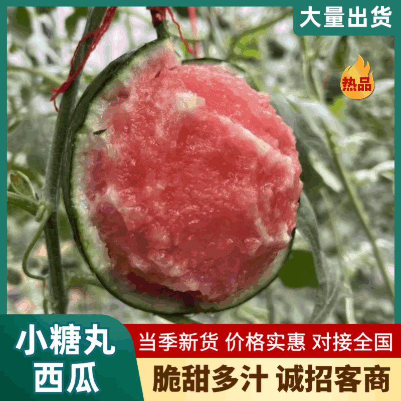 西瓜小糖丸西瓜产地直发包熟包甜提供一条龙服务