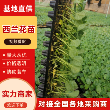 西兰花，炎秀，耐寒优秀，一手货源，厂家直销，抗病高产