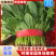 【欢迎来电】河北大叶菠菜，大量上市可供全国客商采购产地直