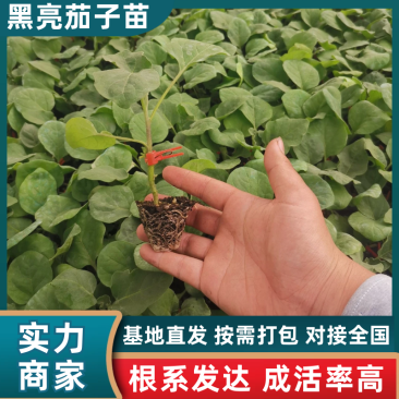 黑亮茄子苗，公司主推，生长强势，果实皮色墨黑亮色