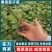 黑亮茄子苗，公司主推，生长强势，果实皮色墨黑亮色
