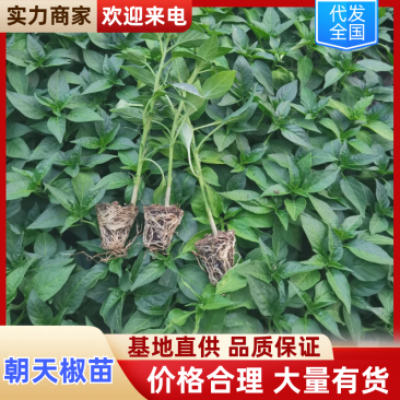 朝天椒苗，黄皮尖椒苗，苗厂直供，现货现发，品种齐全，