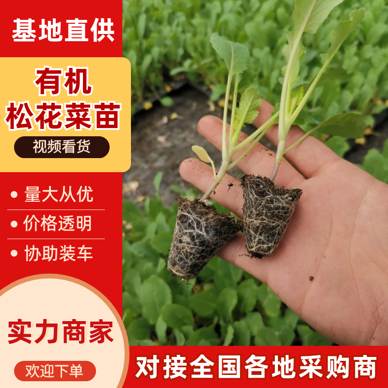 有机松花苗，高产抗病，苗厂直发，现货现发，大棚育苗