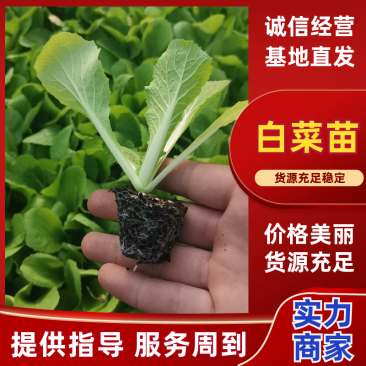 白菜苗，优质大白菜苗，好品种，基地直发，量大价优