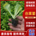 白菜苗，优质大白菜苗，好品种，基地直发，量大价优