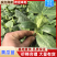 黄瓜苗嫁接黄瓜苗，产量高种苗基地一手货源现货直发