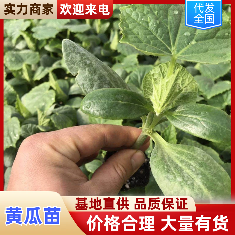 黄瓜苗嫁接黄瓜苗，产量高种苗基地一手货源现货直发