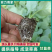 （推荐）甘蓝苗，优质甘蓝苗，产量高，基地直供，量大价优