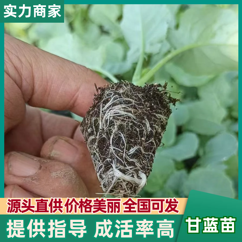 （推荐）甘蓝苗，优质甘蓝苗，产量高，基地直供，量大价优