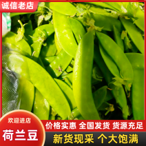 荷兰豆开封甘地大量上市产地直供全国发货对接商超市场