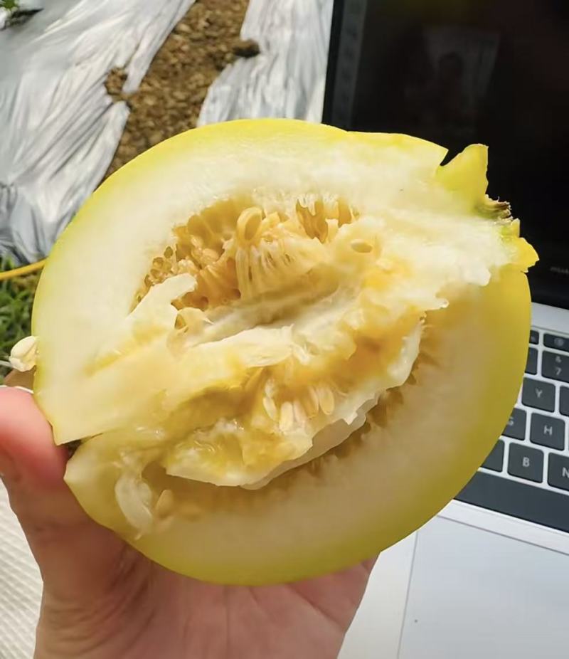 星甜甜瓜甜如蜜品类齐全几十万斤价格美丽