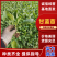 甘蓝苗，黄心喧菜，越夏，长期供应偏远地区接受飞机空运