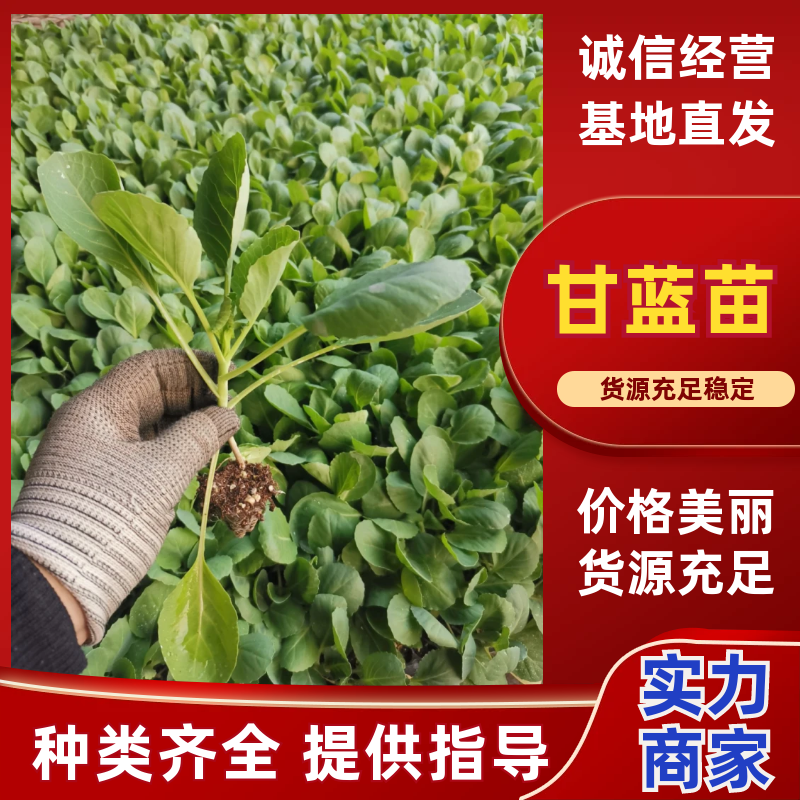 甘蓝苗，黄心喧菜，越夏，长期供应偏远地区接受飞机空运