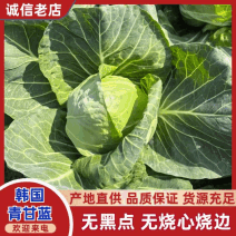 郯城甘蓝韩国青甘蓝卖相好现场看满意了再装价格不高费用透明