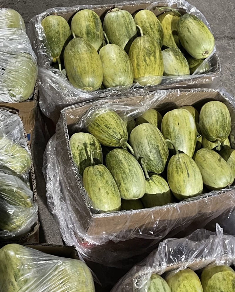 金冠甜瓜小蜜瓜金冠蜜瓜哈密瓜几十万斤品质保障可供选择