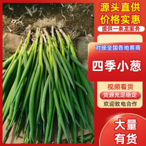 东北吉产区四季小香葱大量上市中，陆地小葱，品质有保证，
