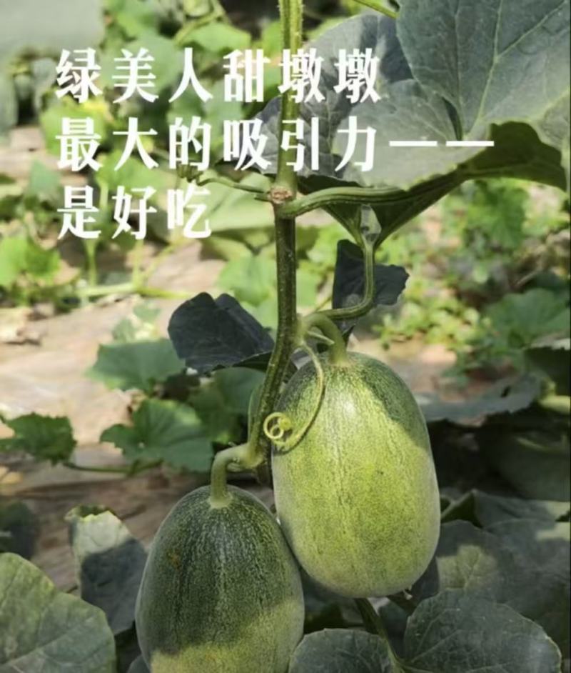 【绿美人】绿宝石甜瓜绿宝甜瓜口感**脆甜可口可对接全国