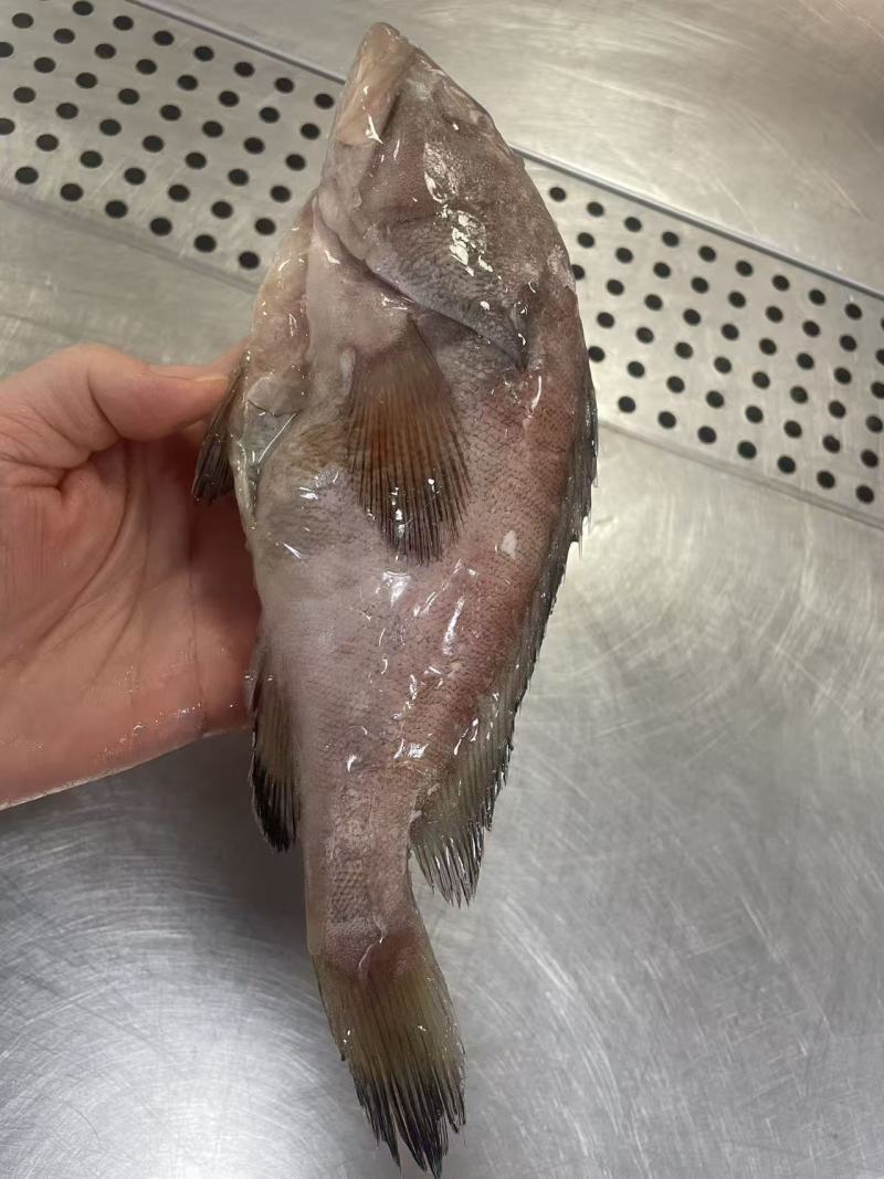 三去石斑鱼420克水产海产冻品批发电商餐饮酒店货源厂家