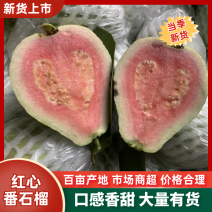 广西特色水果番石榴核心产区直供量大价优欢迎来电洽谈合作