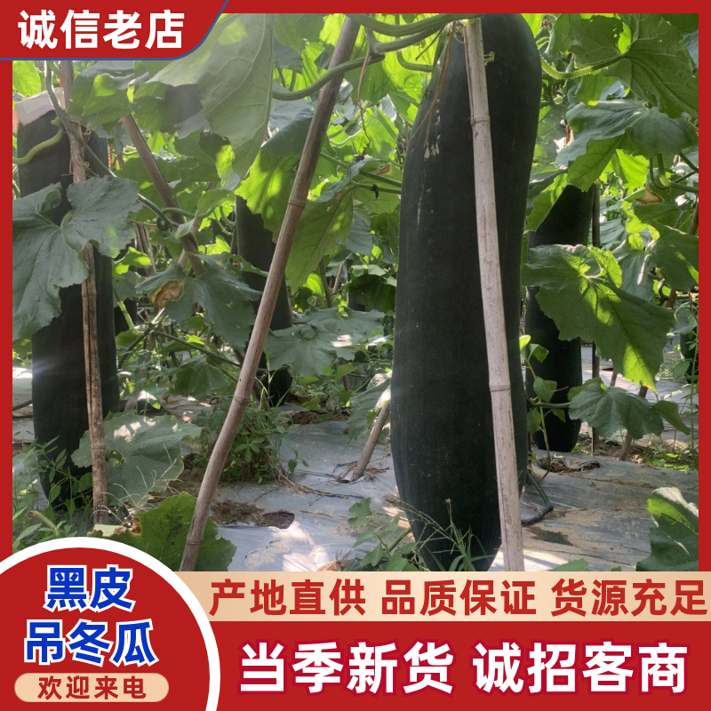 黑皮冬瓜大量上市产地直发价格优惠品质保证欢迎咨询