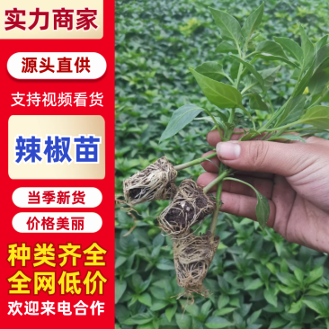 【推荐】辣椒苗黄皮尖椒苗，朝天椒苗厂家直供
