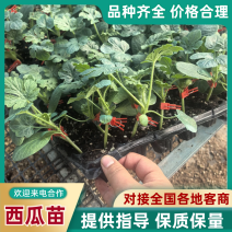 【推荐】西瓜苗8424，美都西瓜苗品种齐全技术指导