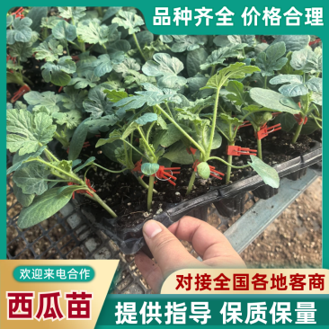 【推荐】西瓜苗8424，美都西瓜苗品种齐全技术指导