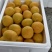 山东杏，精品杏荷兰香蜜杏大量出售市场果，电商，商超可视频