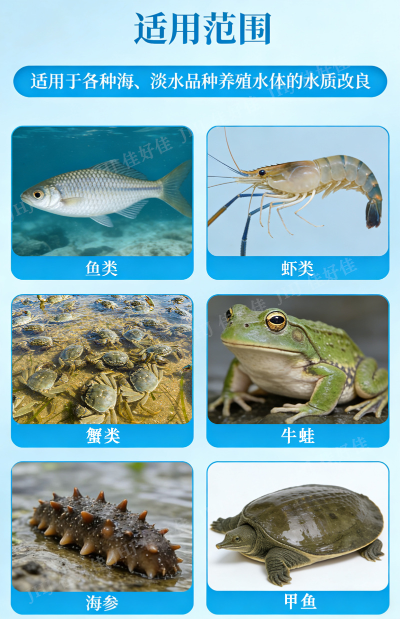 枯草芽孢杆菌水产专用水产养殖虾蟹鱼塘改底净水肥水降氨氮降