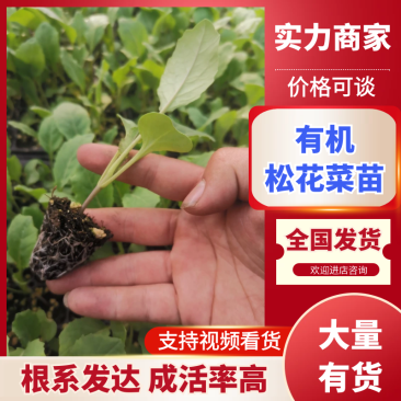 【推荐】菜花苗有机松花菜苗厂家直发提供技术指导