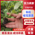 【推荐】菜花苗有机松花菜苗厂家直发提供技术指导
