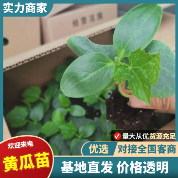 【推荐】黄瓜苗厂家直发提供技术指导保质保量对接全国