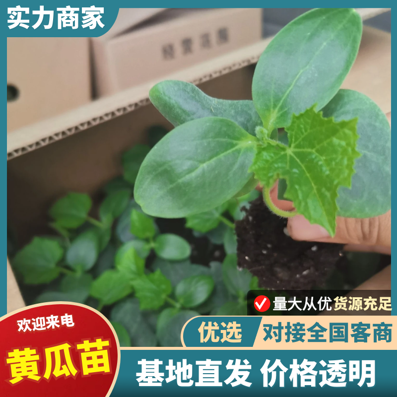 【推荐】黄瓜苗厂家直发提供技术指导保质保量对接全国