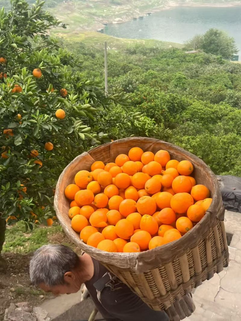 【推荐】秭归脐橙伦晚脐橙产地直发量大价优欢迎洽谈