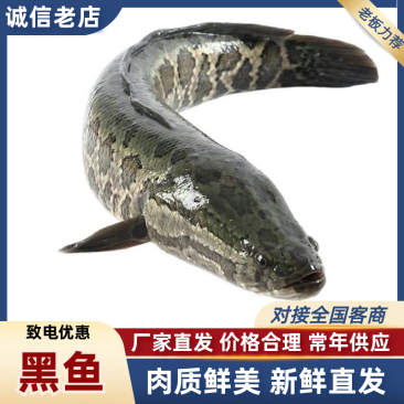 山东济宁微山湖黑鱼淡水鱼成品鱼，鱼苗都有欢迎联系