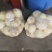 江苏精品美浓香瓜小白瓜大量上市一手货源欢迎实地考察价格