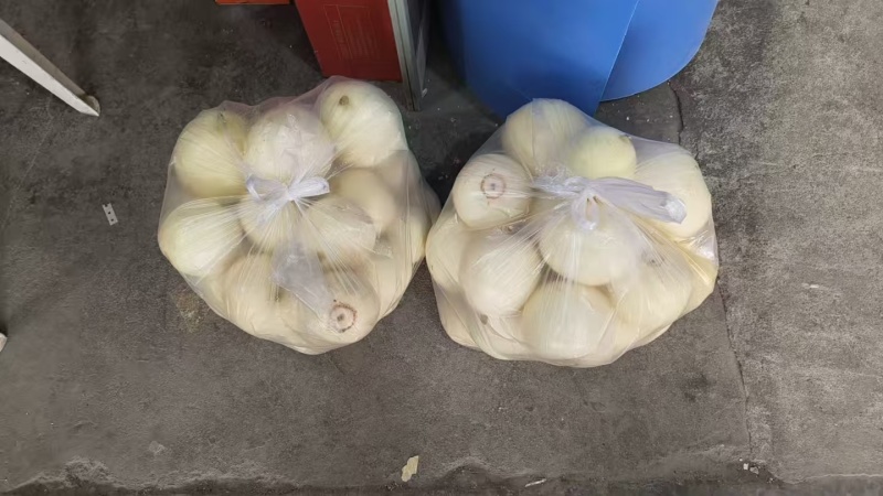 江苏精品美浓香瓜小白瓜大量上市一手货源欢迎实地考察价格