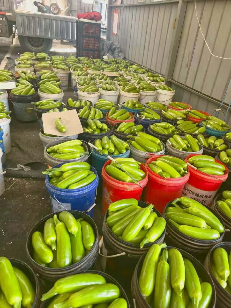 绿皮西葫芦精品对接批发市场稳定供应量大从优欢迎实地考察