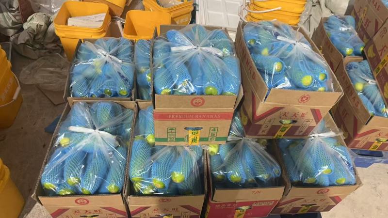 绿皮西葫芦精品对接批发市场稳定供应量大从优欢迎实地考察