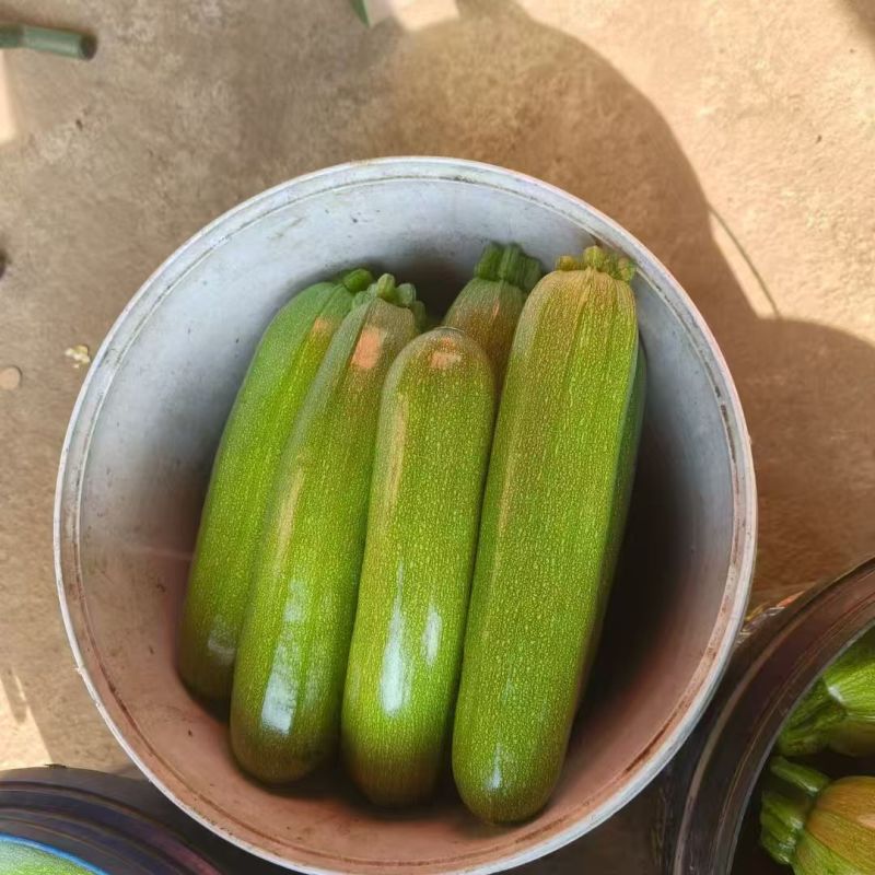 江苏绿皮西葫芦一手货源稳定供应市场批发电商团购便宜量大