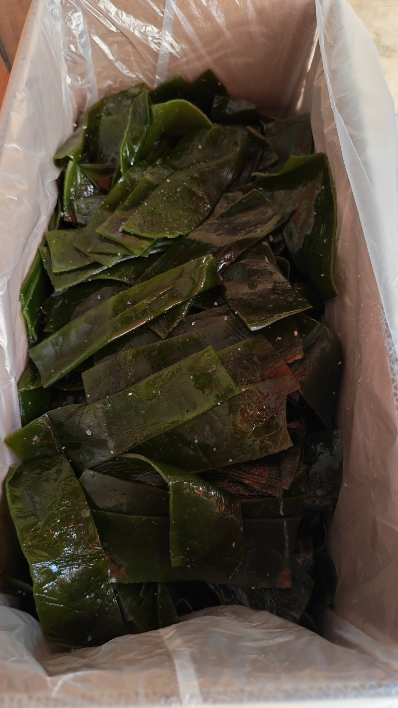 沈阳精品海带条盐渍海带片厂家直供量大从优欢迎