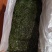精品长寿菜马尾藻品质保证源头工厂发货供全国批发零售