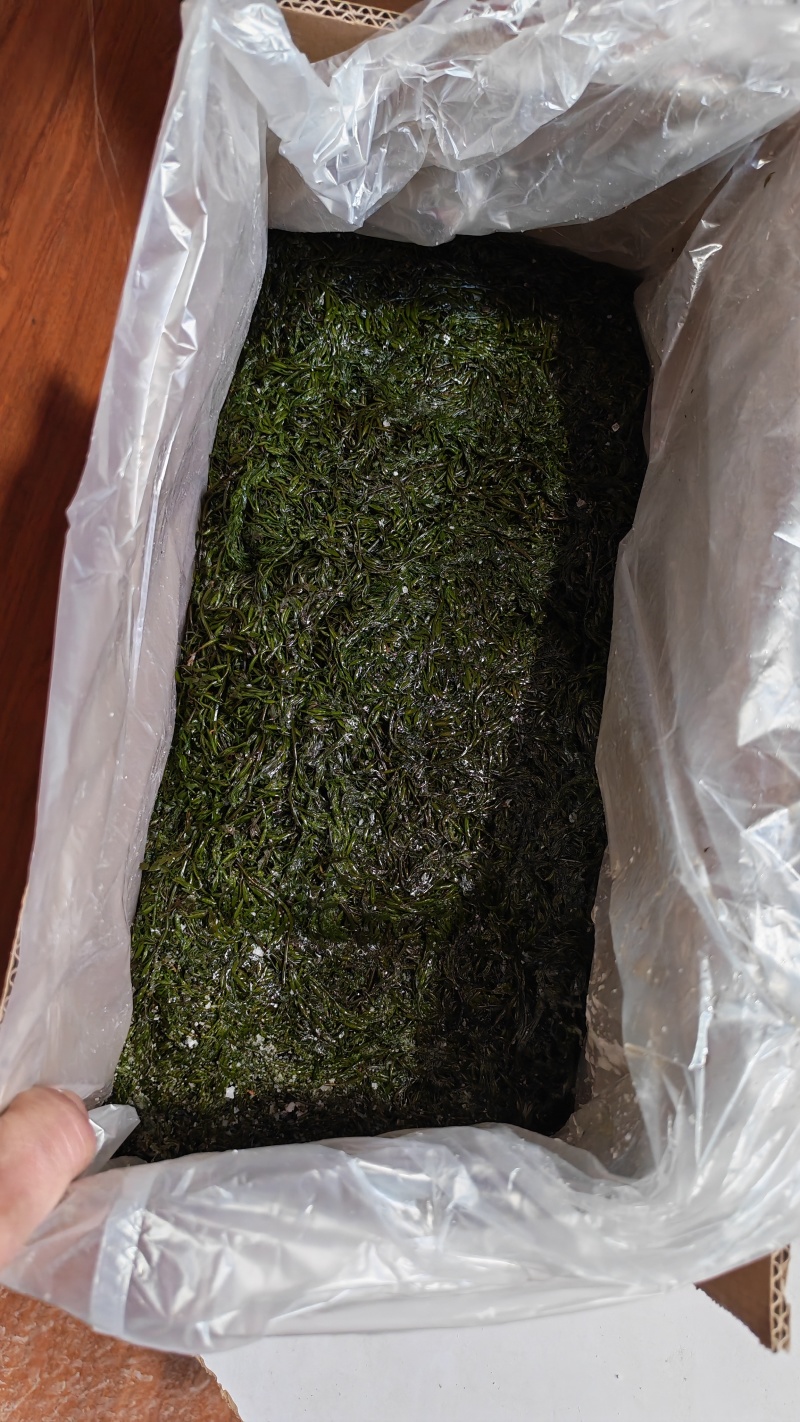 精品长寿菜马尾藻品质保证源头工厂发货供全国批发零售