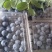 蓝莓品种多规格齐全品质保证大量现货可对接全国欢迎联系